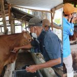 Turunkan 44 Petugas, Disbunak OKI Pastikan Hewan Kurban Sehat